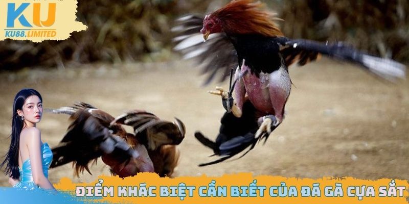 Đá Gà Cựa Sắt Ku88 - Tìm Hiểu Về Sự Khác Biệt Của Sân Chơi 1 Điểm khác biệt cần biết của đá gà cựa sắt